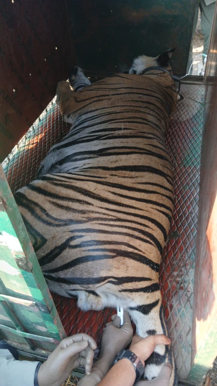 रेडियो-कॉलर युक्त नर बाघ का सफल रेस्क्यू, तीन दिन चला अभियान