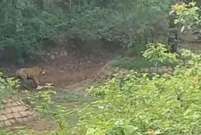 पिपरिया-पचमढ़ी हाईवे पर फिर दिखा बाघ, राहगीरों में रोमांच तो बढ़ी सुरक्षा की चिंता