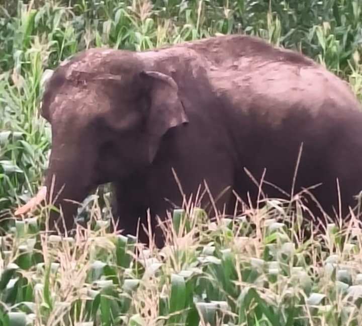 छिंदवाड़ा में जंगली नर हाथी की दस्तक, सतपुड़ा टाइगर रिजर्व ने जारी की एडवाइजरी